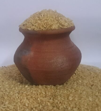 Organic Garudan Samba Rice grains – Traditional Heirloom Rice from Tamil Nadu